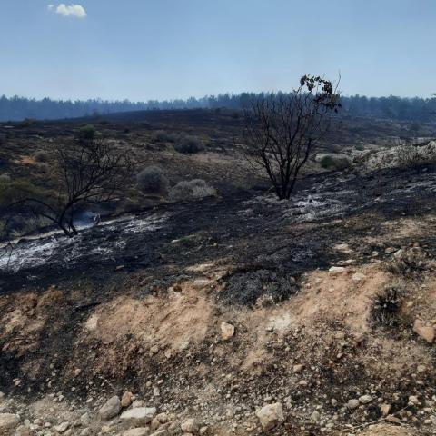 Deliklitepe’deki Orman Yangını Büyümeden Kontrol Altına Alındı